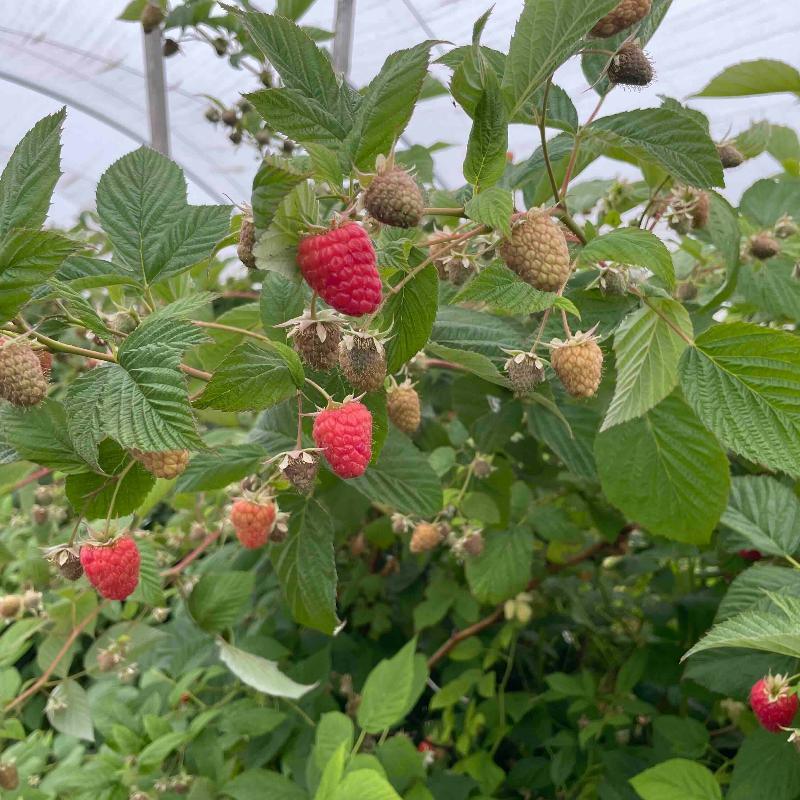 Organic Ruby Jewel Raspberries (Bundle of 3)