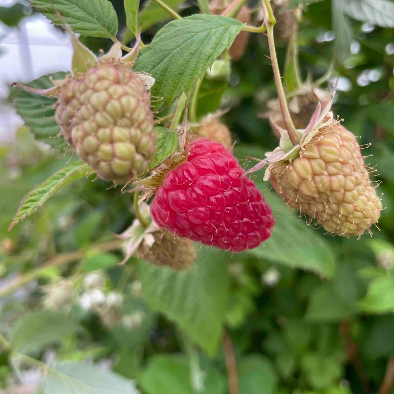 Organic Ruby Jewel Raspberries (Bundle of 3)