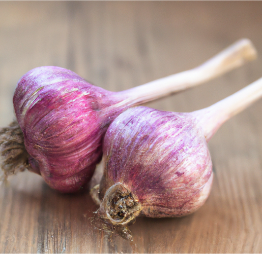 Organic Garlic, Russian Red (lb)