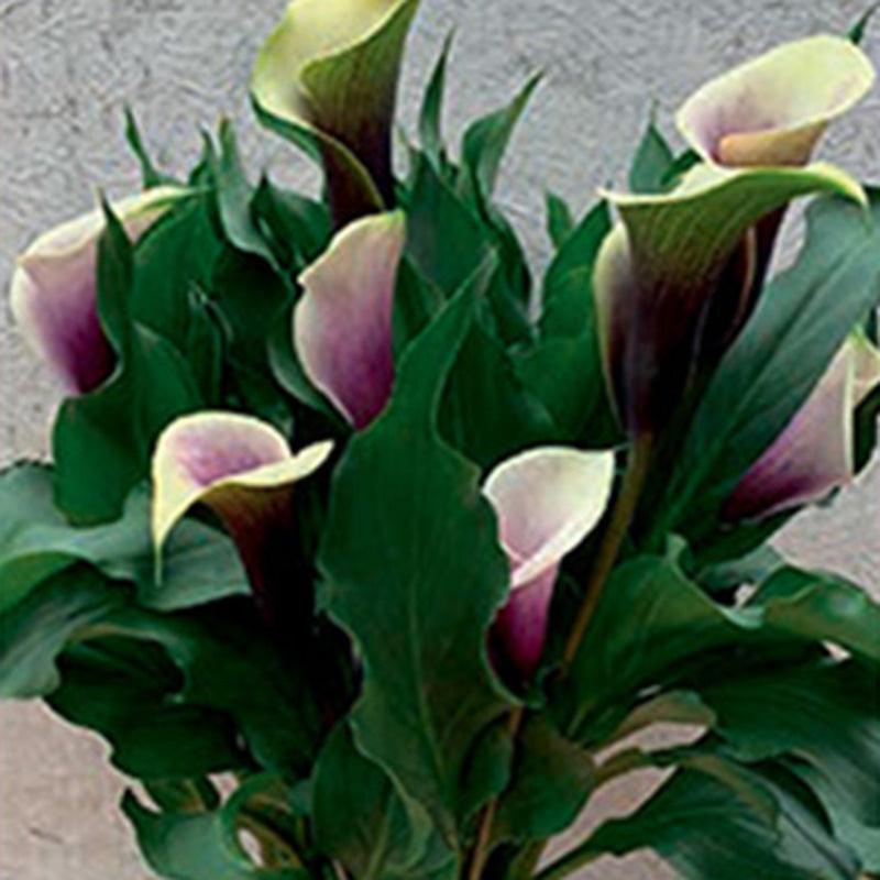 Da Vinci Calla Lily Bulbs (Pack of 1)