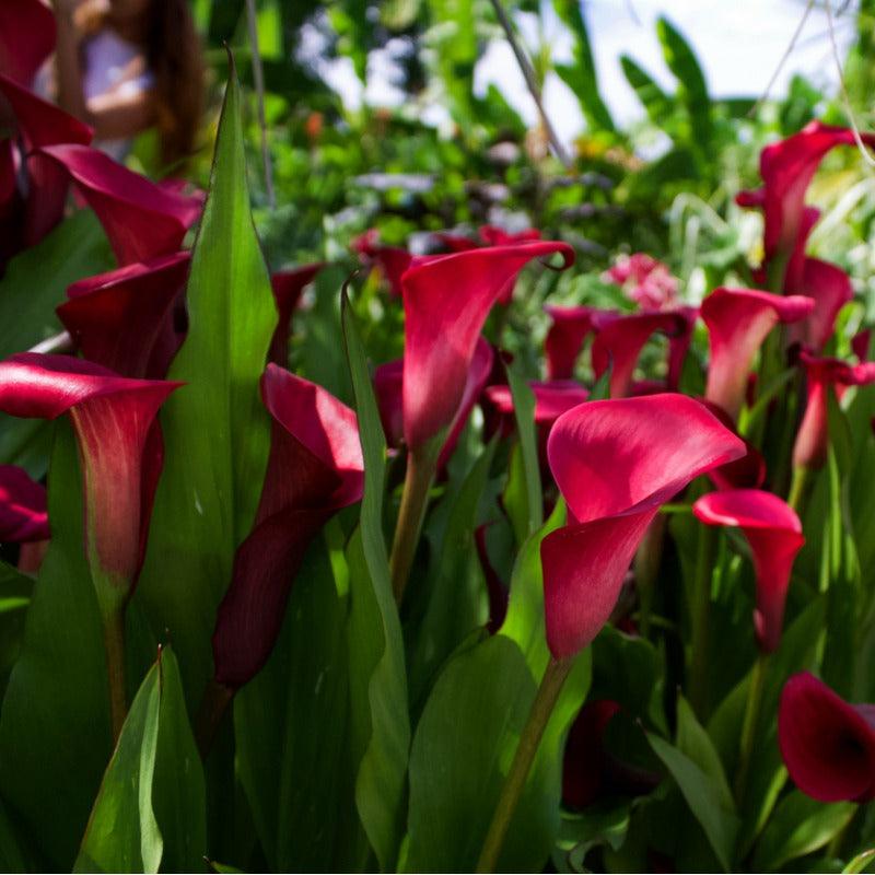 Rocket Calla Lily Bulbs (Pack of 1)