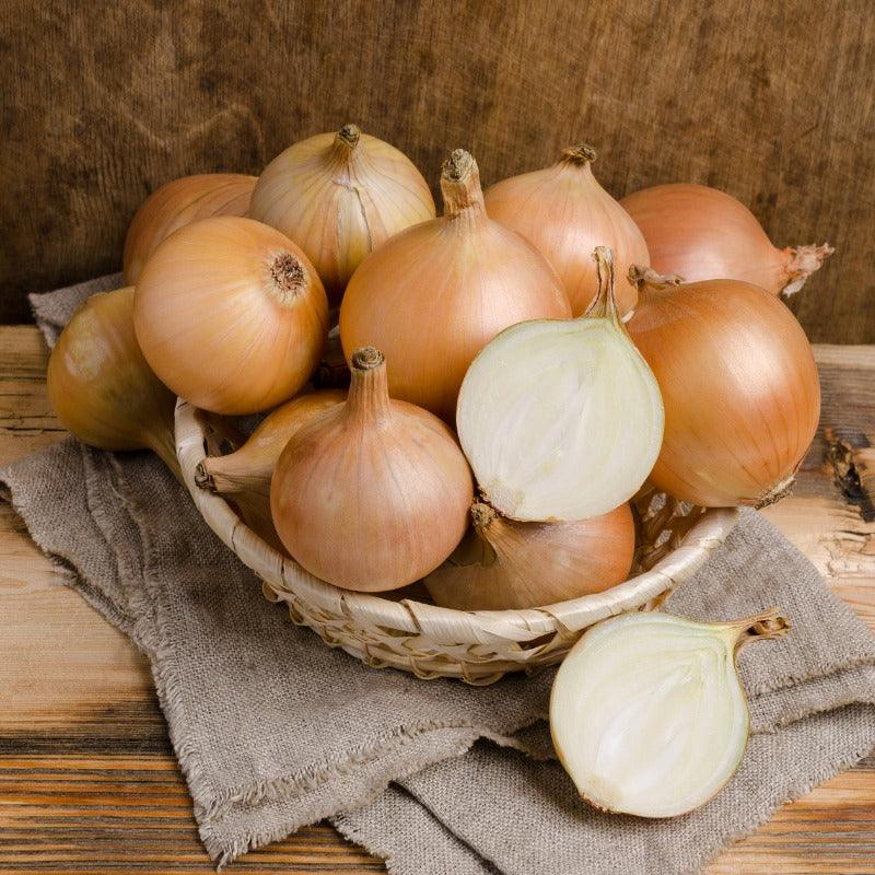 Onion Sets Dutch - Yellow Stuttgarter (Pack of 75)