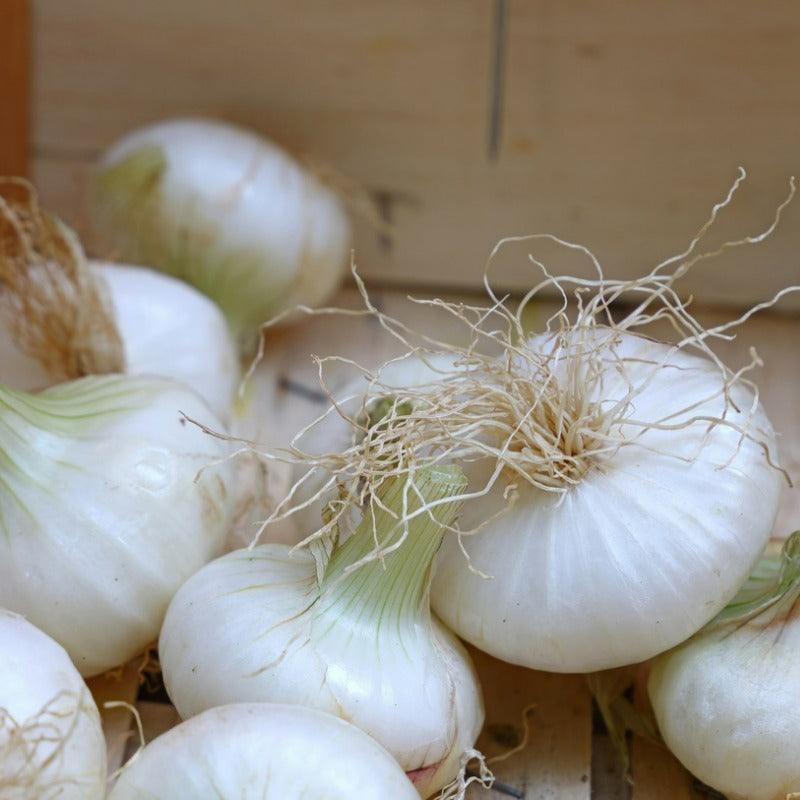 Onion Sets Dutch - White Snowball (Pack of 75)
