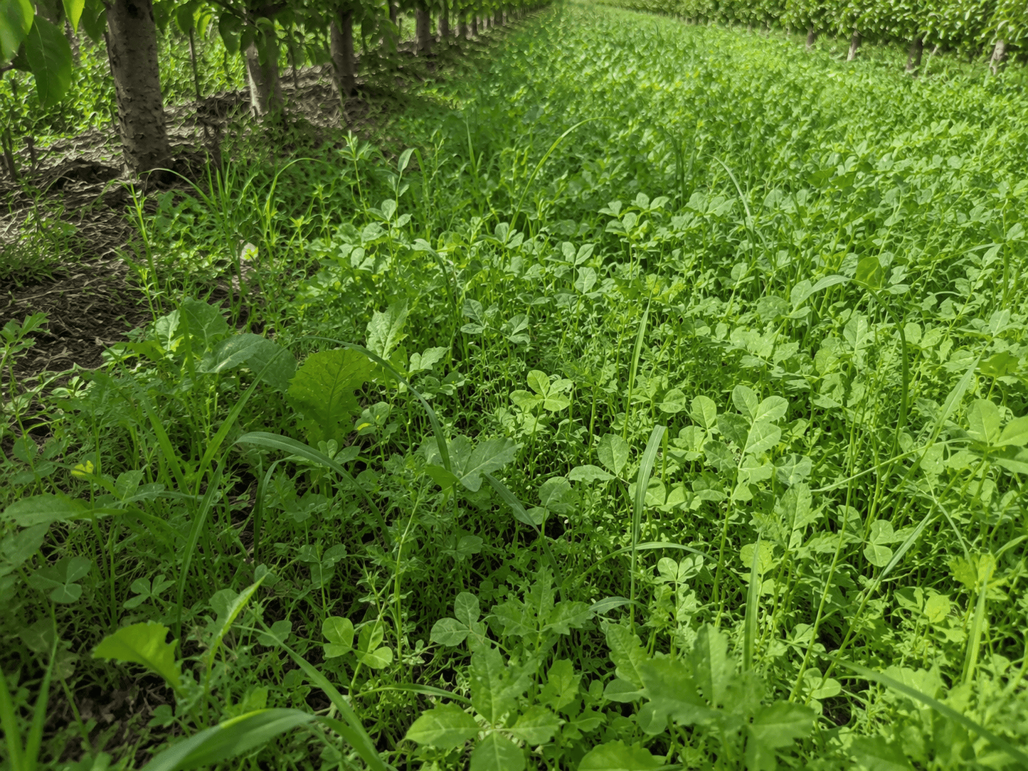 Peaceful Valley Orchard Cover Crop Mix LB