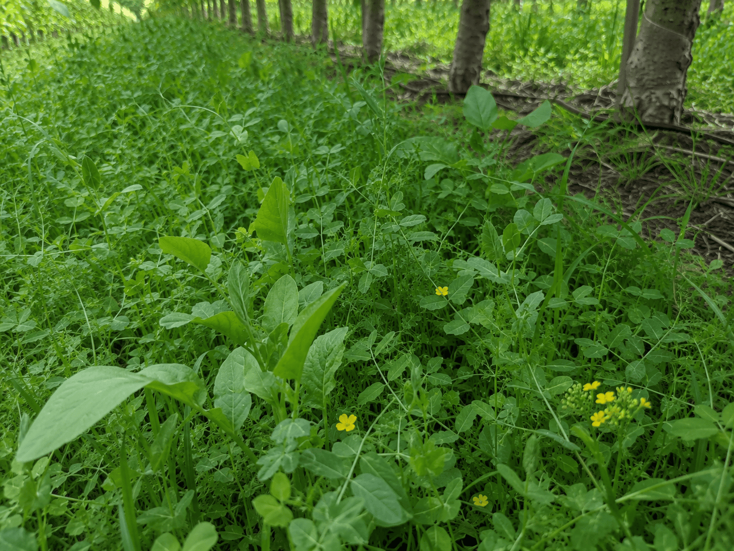 Peaceful Valley Orchard Cover Crop Mix LB