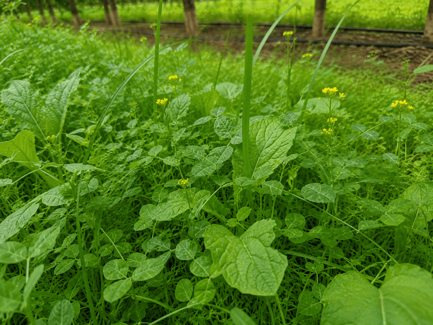 Peaceful Valley Orchard Cover Crop Mix LB
