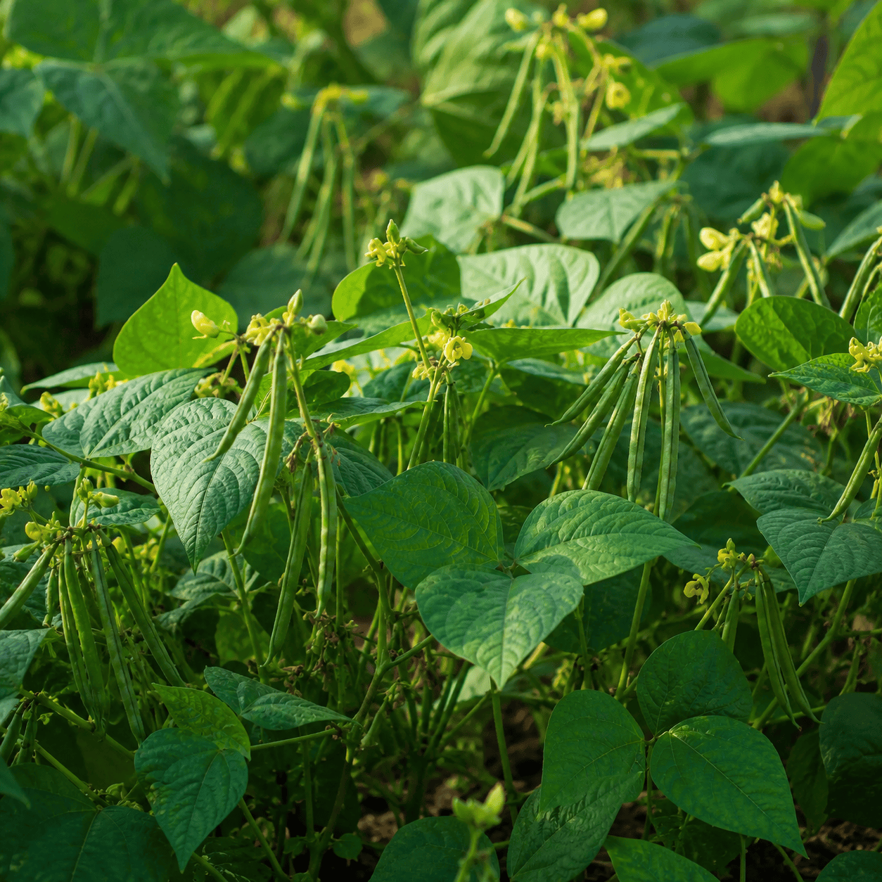 Mung Beans - Raw Seed (lb)