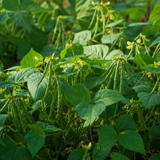 Mung Beans - Raw Seed (lb)