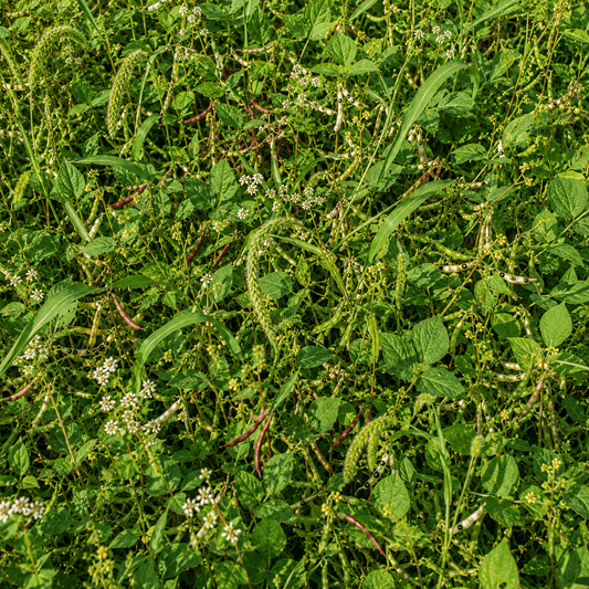 Peaceful Valley Summer Soil & Wildlife Mix - Raw Seed (lb)