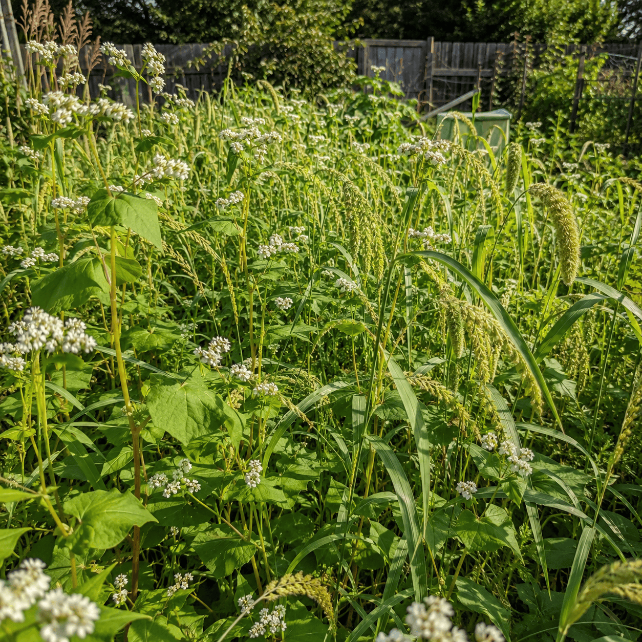 Peaceful Valley Warm Season Early Maturing Mix - Raw Seed (lb)