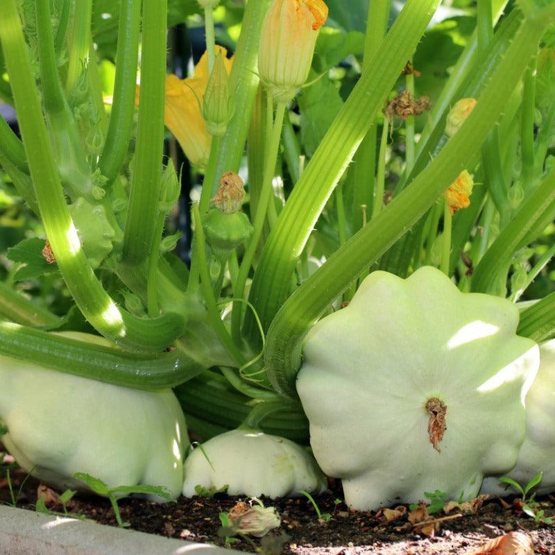 White Scallop Bush Summer Squash Seeds (Organic)
