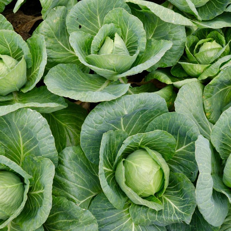 Organic All Season Cabbage Seeds