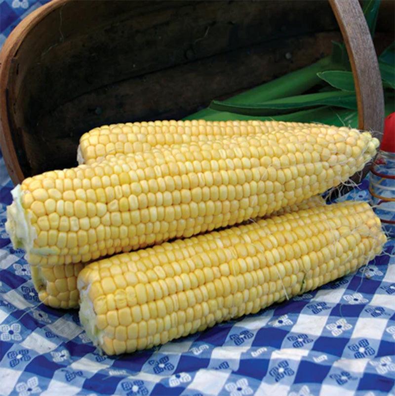Supersweet Jubilee Corn Seeds