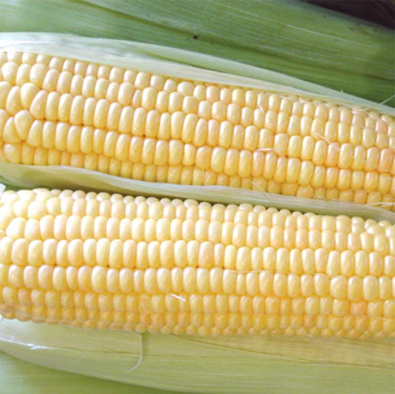 Supersweet Jubilee Corn Seeds