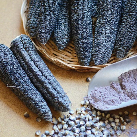 Hooker's Sweet Indian Corn Seeds (Organic)