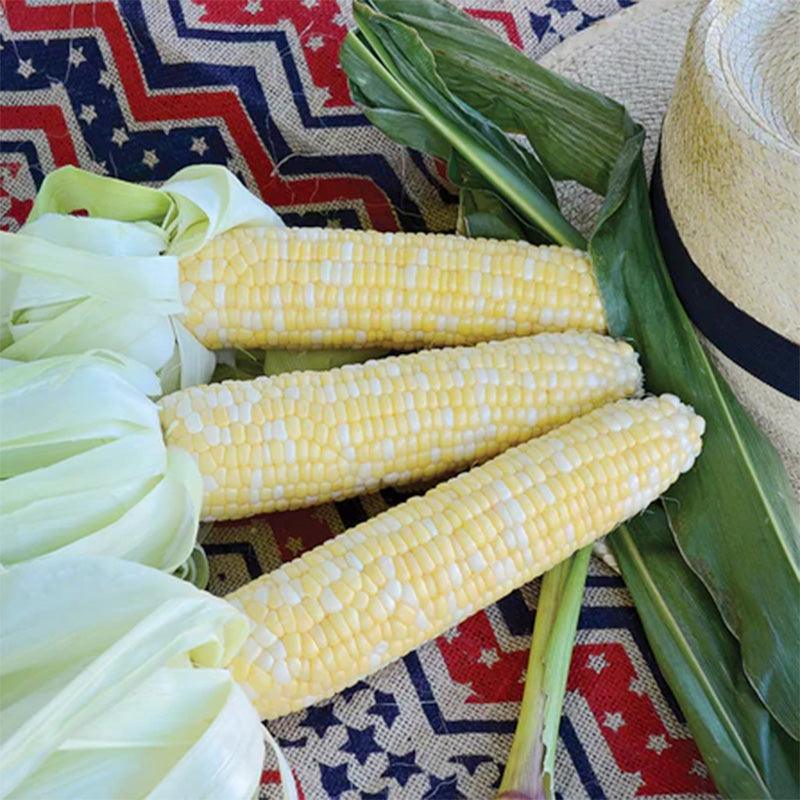 Serendipity Corn Seeds