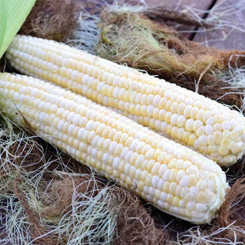 Serendipity Corn Seeds