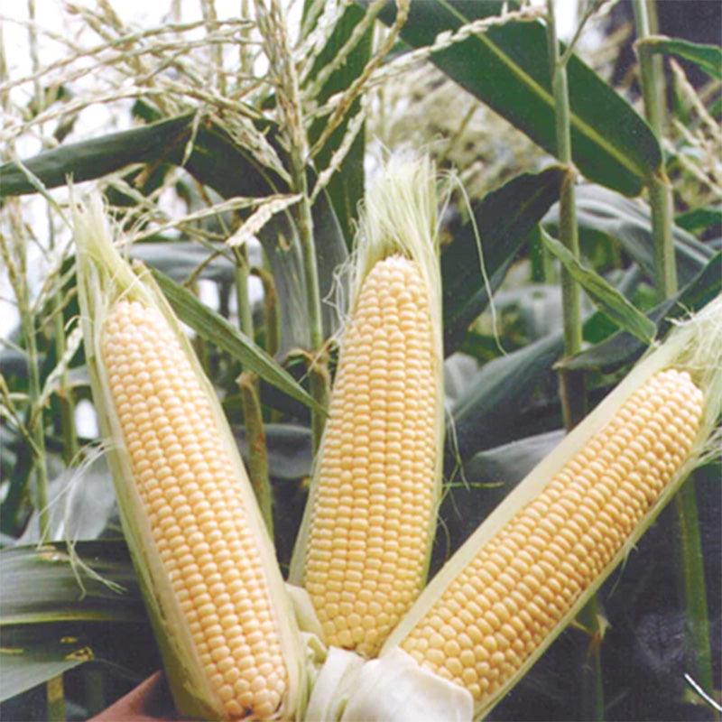 Sugar Buns Corn Seeds