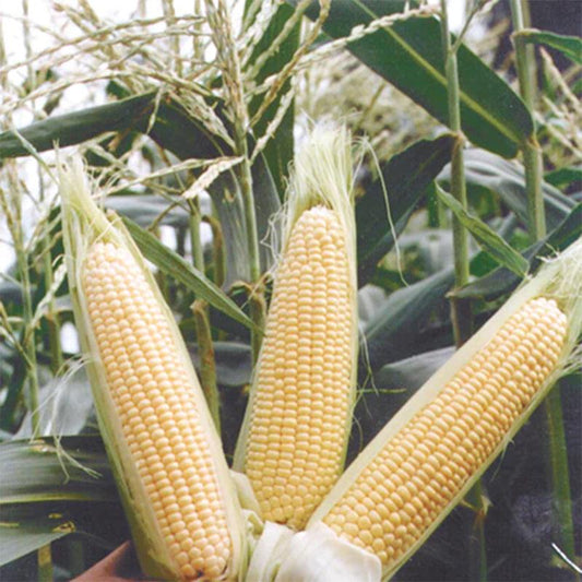 Sugar Buns Corn Seeds