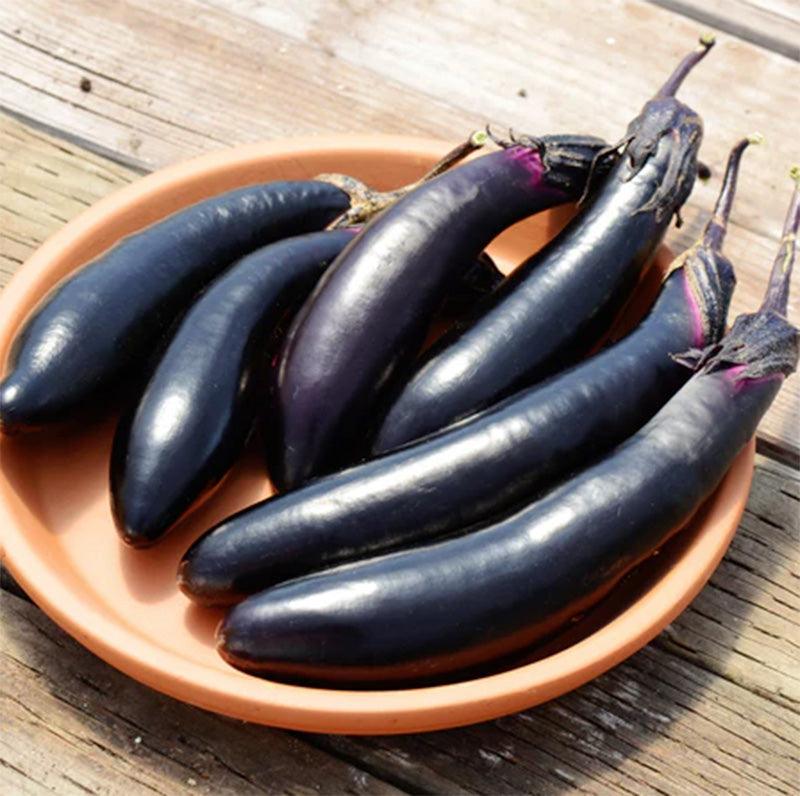 Millionaire Eggplant Seeds
