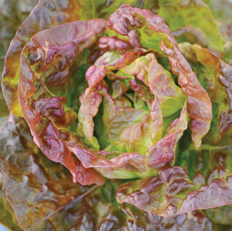 Continuity Lettuce Seeds (Organic)