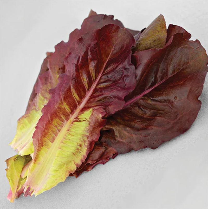 Devil's Tongue Lettuce Seeds (Organic)