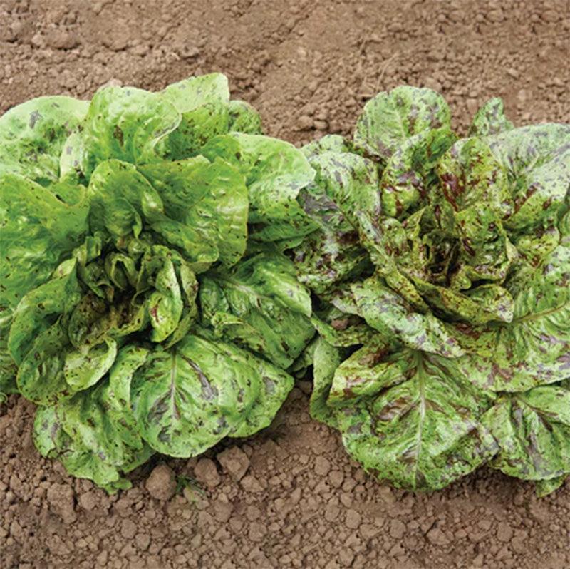 Flashy Trout's Back Lettuce Seeds (Organic)