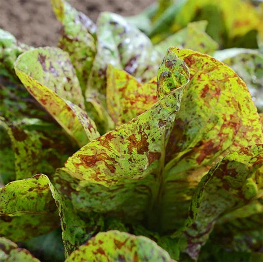Flashy Trout's Back Lettuce Seeds (Organic)