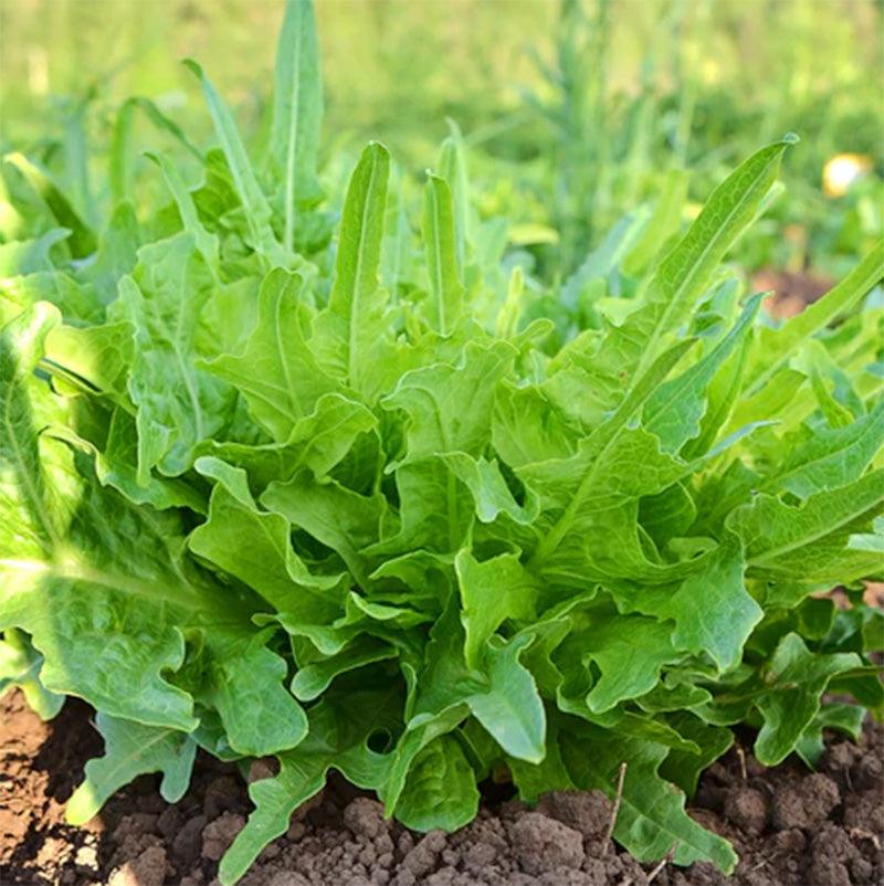Italianischer Lettuce Seeds (Organic)
