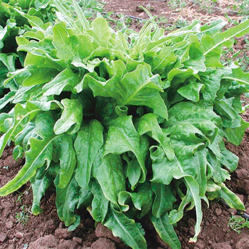 Italianischer Lettuce Seeds (Organic)