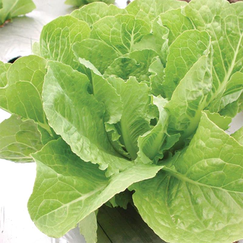 Valmaine Lettuce Seeds (Organic)
