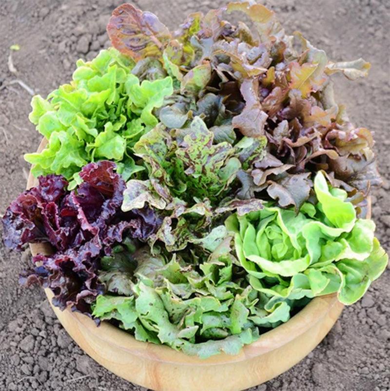 Wildest Garden Lettuce Mix Seeds