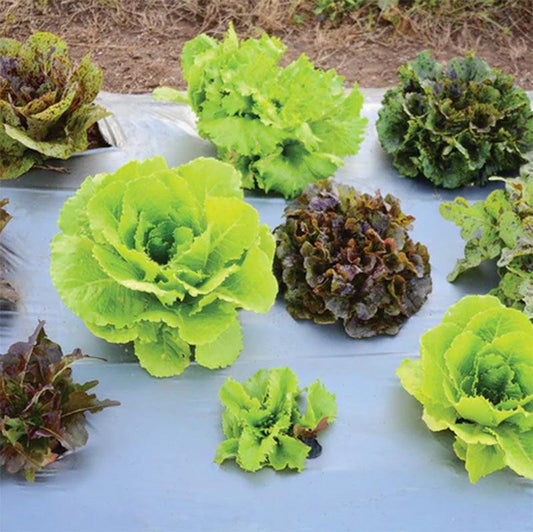 Wildest Garden Lettuce Mix Seeds