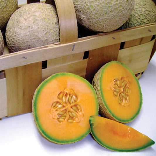 Sugar Cube Melon Seeds
