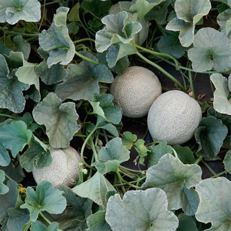 Sugar Cube Melon Seeds