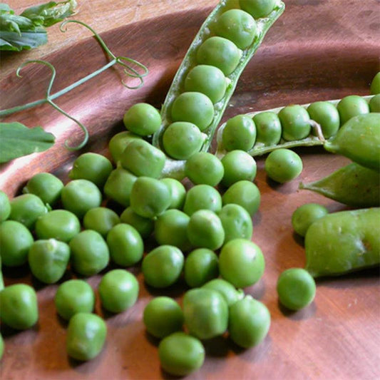 Alaska Early Pea Seeds