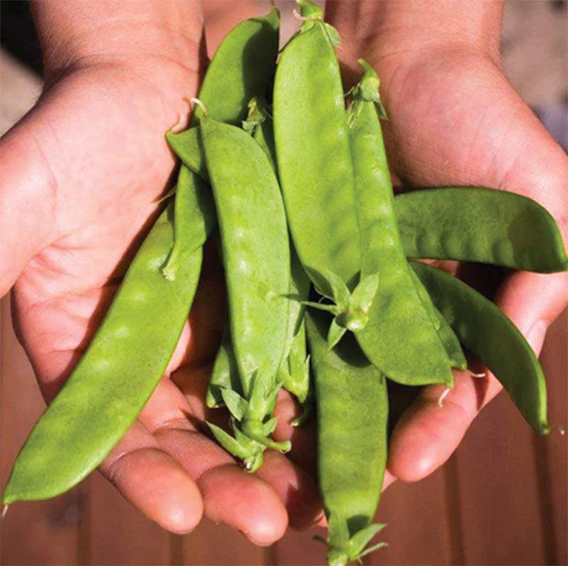 Avalanche Pea Seeds