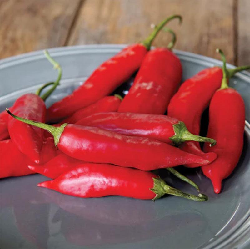 Aji Rico Hot Pepper Seeds