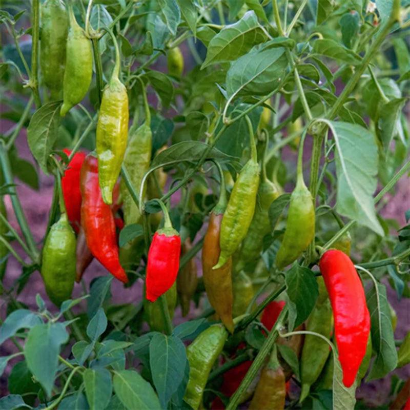 Aji Rico Hot Pepper Seeds