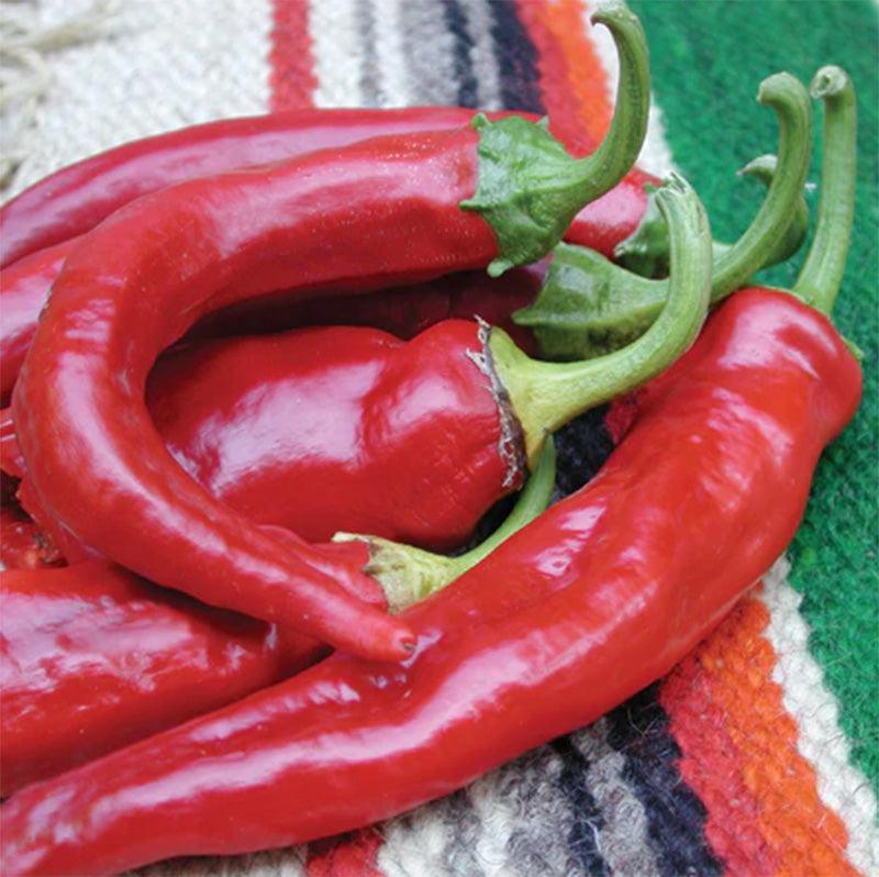 Anaheim College 64 Hot Pepper Seeds