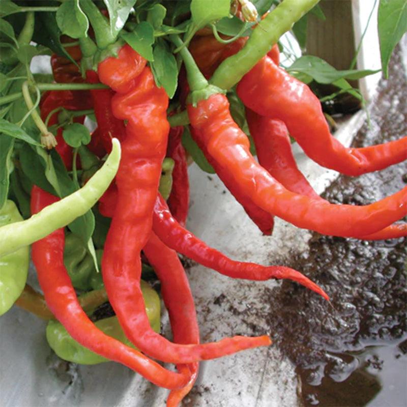 Italian Pepperoncini Seeds