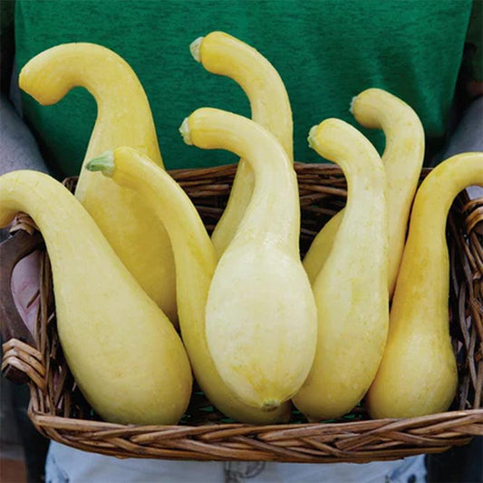Delta Summer Squash Seeds