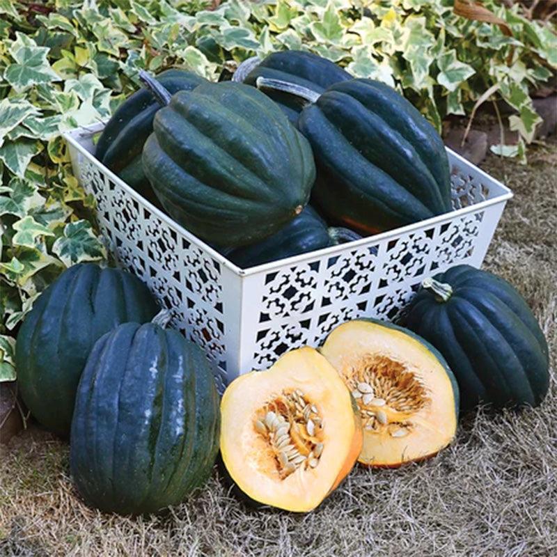 Reno Winter Squash Seeds
