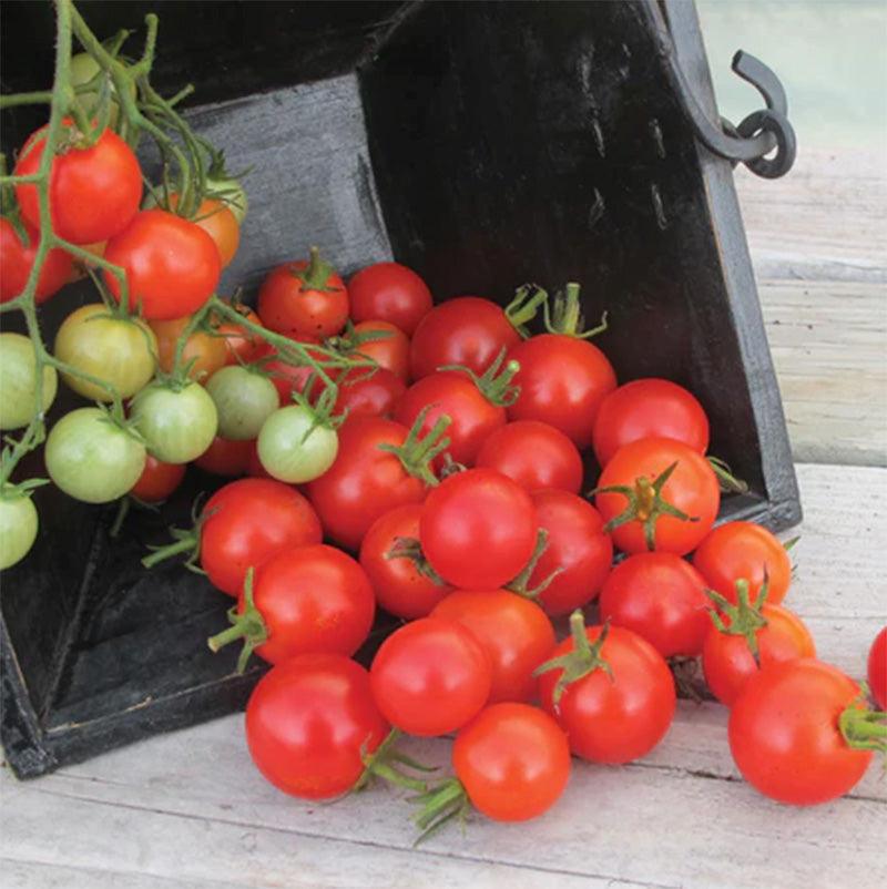 Buzz Cherry Tomato Seeds (Organic)