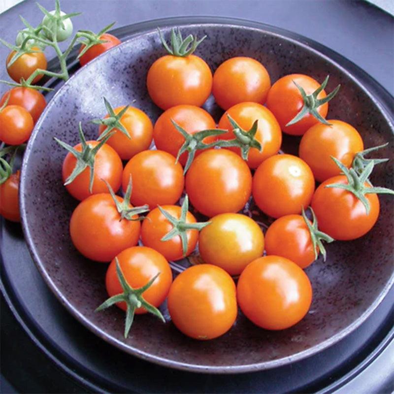 Sungold Cherry Tomato Seeds