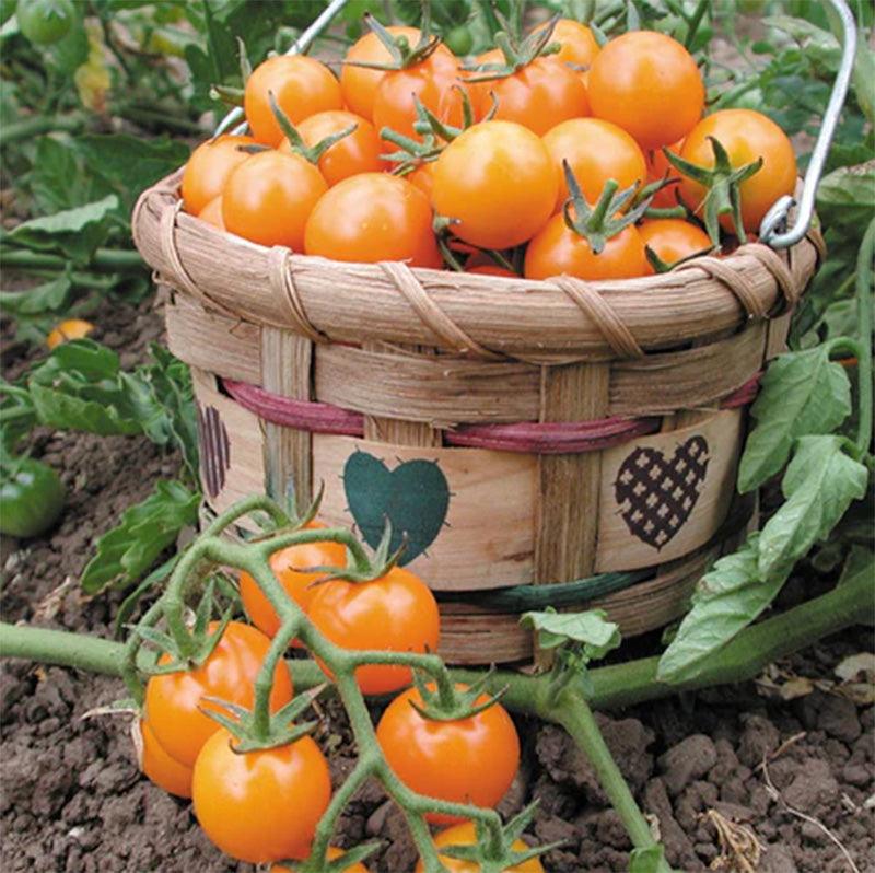 Sungold Cherry Tomato Seeds