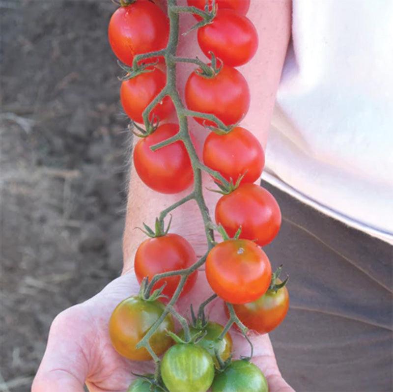 Sweet Million Cherry Tomato Seeds