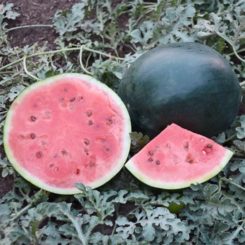 Blacktail Mountain Watermelon Seeds (Organic)