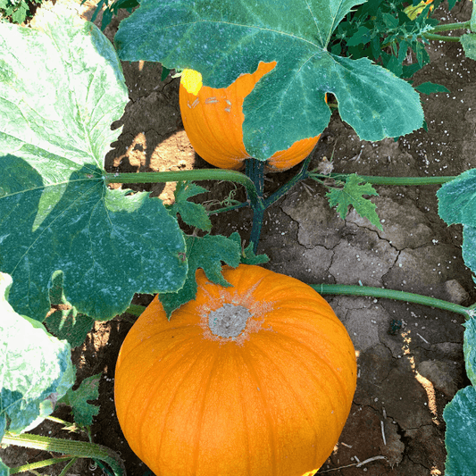 Howden Pumpkin