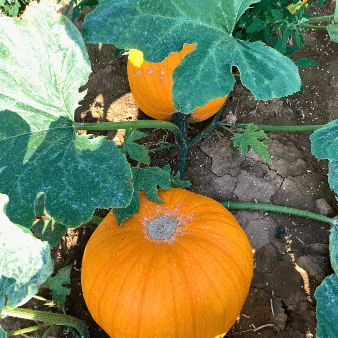 Howden Pumpkin